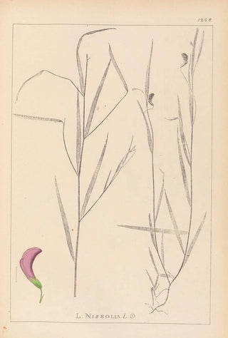 Louis Antoine Cusin - Herbier de la flore franaise Pl0500.webp