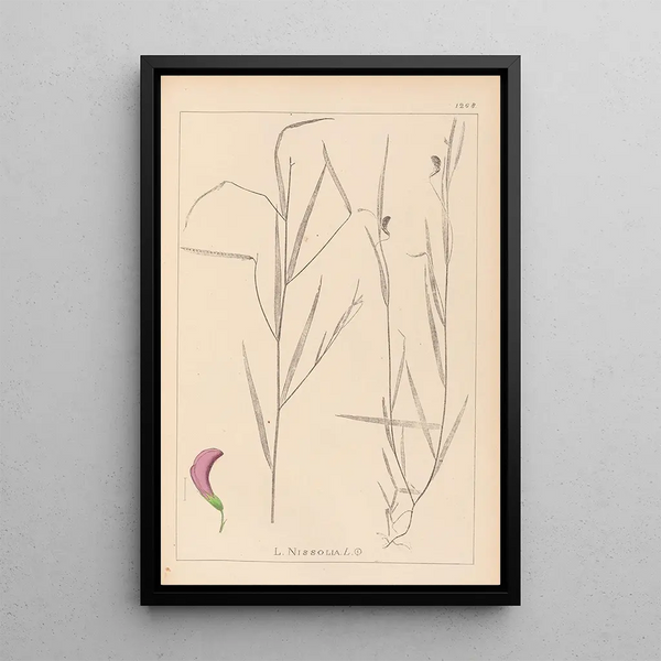 Louis Antoine Cusin - Herbier de la flore franaise Pl0500.webp