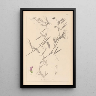 Louis Antoine Cusin - Herbier de la flore franaise Pl0502.webp