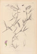 Herbier de la flore française Pl0502 - Louis Antoine Cusin — vista dell’opera