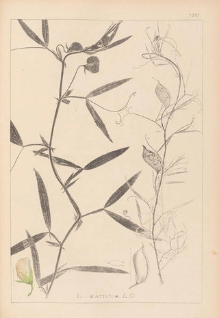 Louis Antoine Cusin - Herbier de la flore franaise Pl0503.webp