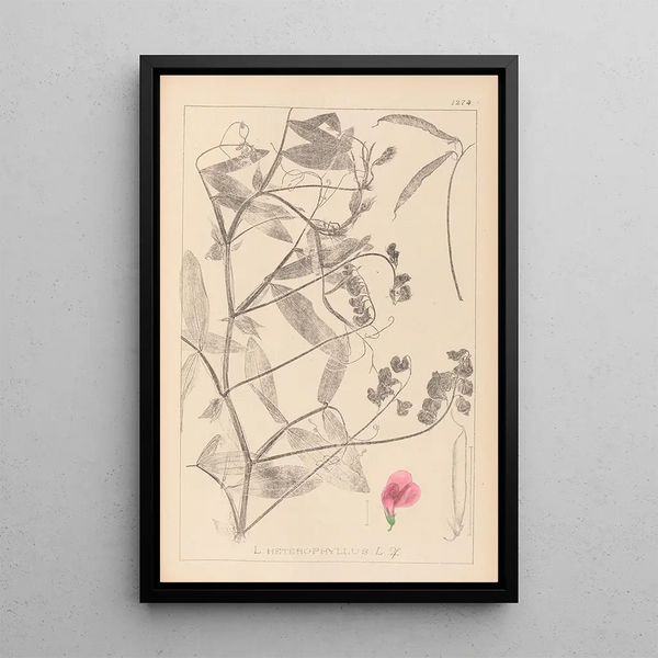 Louis Antoine Cusin - Herbier de la flore franaise Pl0506.webp