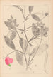 Herbier de la flore française Pl0507 - Louis Antoine Cusin — vista dell’opera