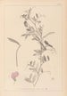 Herbier de la flore française Pl0509 - Louis Antoine Cusin — vista dell’opera