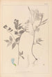 Herbier de la flore française Pl0511 - Louis Antoine Cusin — vista dell’opera