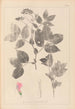 Herbier de la flore française Pl0512 - Louis Antoine Cusin — vista dell’opera