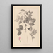 Herbier de la flore française Pl0512 - Louis Antoine Cusin — quadro incorniciato alla parete
