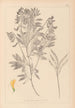 Herbier de la flore française Pl0513 - Louis Antoine Cusin — vista dell’opera