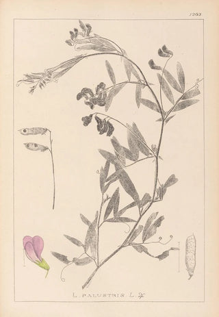 Louis Antoine Cusin - Herbier de la flore franaise Pl0515.webp