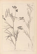 Herbier de la flore française Pl0516 - Louis Antoine Cusin — vista dell’opera