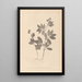 Herbier de la flore française Pl0518 - Louis Antoine Cusin — quadro incorniciato alla parete