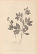Herbier de la flore française Pl0518 - Louis Antoine Cusin — vista dell’opera