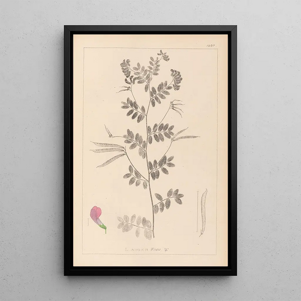 Louis Antoine Cusin - Herbier de la flore franaise Pl0519.webp