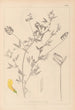 Herbier de la flore française Pl0520 - Louis Antoine Cusin — vista dell’opera