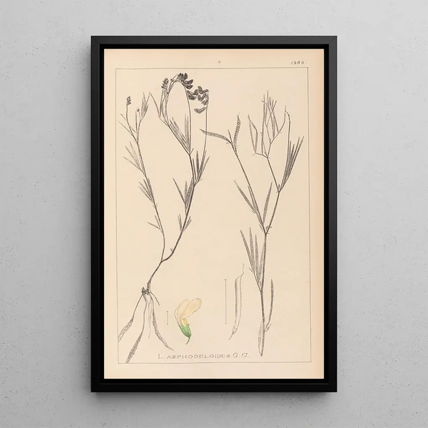 Louis Antoine Cusin - Herbier de la flore franaise Pl0521.webp