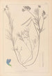 Herbier de la flore française Pl0522 - Louis Antoine Cusin — vista dell’opera