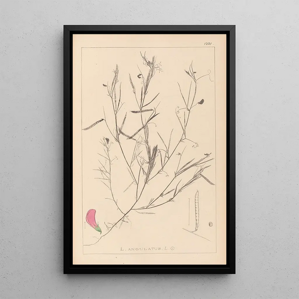 Louis Antoine Cusin - Herbier de la flore franaise Pl0523.webp