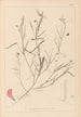 Herbier de la flore française Pl0523 - Louis Antoine Cusin — vista dell’opera