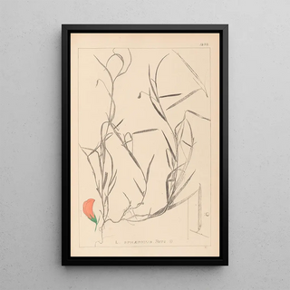 Louis Antoine Cusin - Herbier de la flore franaise Pl0524.webp