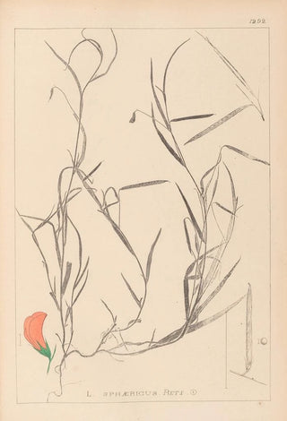 Louis Antoine Cusin - Herbier de la flore franaise Pl0524.webp