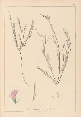 Louis Antoine Cusin - Herbier de la flore franaise Pl0525.webp