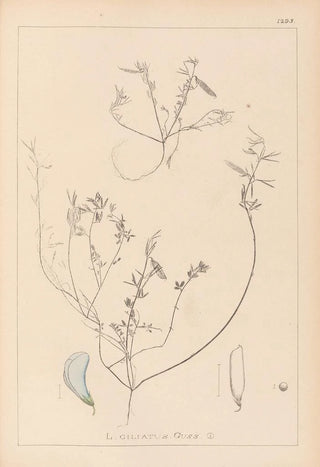 Louis Antoine Cusin - Herbier de la flore franaise Pl0527.webp