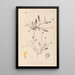 Herbier de la flore française Pl0528 - Louis Antoine Cusin — quadro incorniciato alla parete