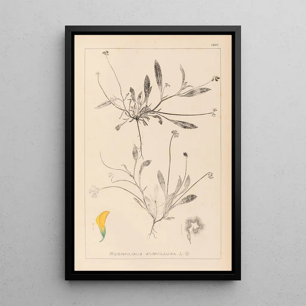 Louis Antoine Cusin - Herbier de la flore franaise Pl0528.webp