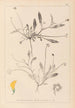 Herbier de la flore française Pl0528 - Louis Antoine Cusin — vista dell’opera