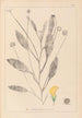 Herbier de la flore française Pl0529 - Louis Antoine Cusin — vista dell’opera