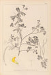 Herbier de la flore française Pl0530 - Louis Antoine Cusin — vista dell’opera