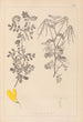 Herbier de la flore française Pl0531 - Louis Antoine Cusin — vista dell’opera