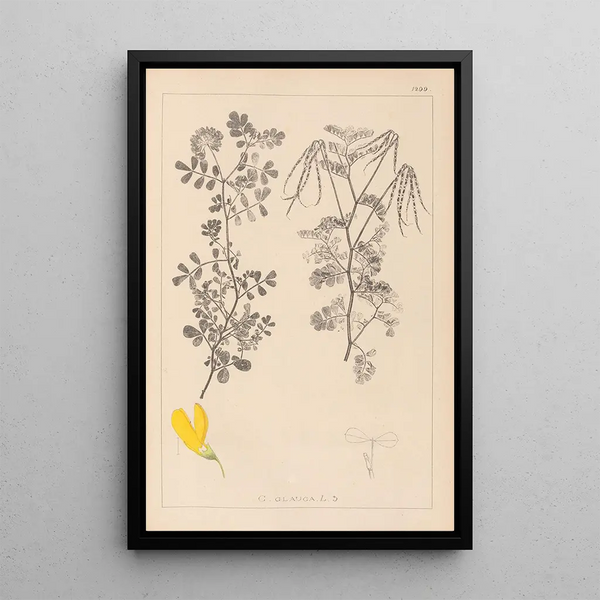 Louis Antoine Cusin - Herbier de la flore franaise Pl0531.webp
