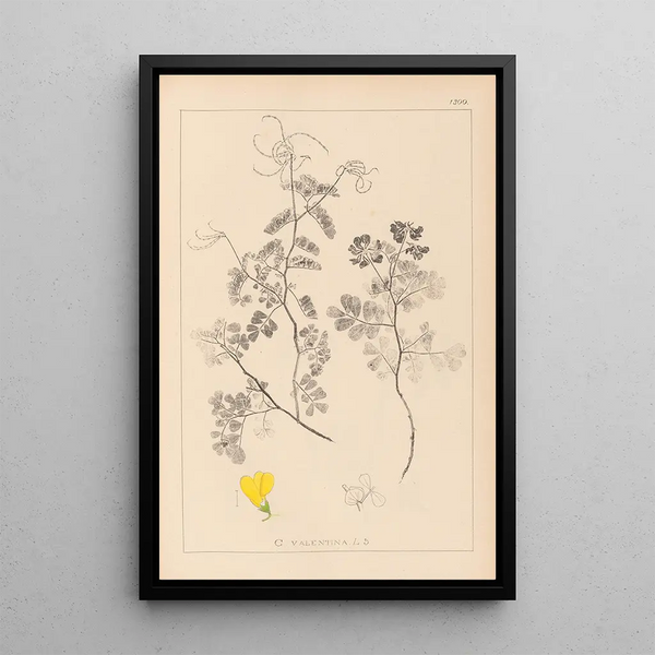Louis Antoine Cusin - Herbier de la flore franaise Pl0532.webp