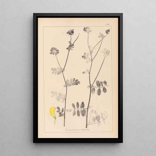 Louis Antoine Cusin - Herbier de la flore franaise Pl0533.webp