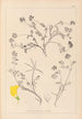 Herbier de la flore française Pl0534 - Louis Antoine Cusin — vista dell’opera