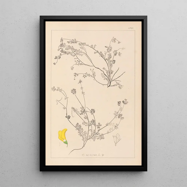 Louis Antoine Cusin - Herbier de la flore franaise Pl0535.webp