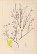 Herbier de la flore française Pl0536 - Louis Antoine Cusin — vista dell’opera