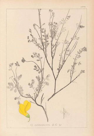 Louis Antoine Cusin - Herbier de la flore franaise Pl0536.webp
