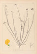 Herbier de la flore française Pl0537 - Louis Antoine Cusin — vista dell’opera