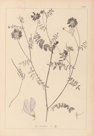 Louis Antoine Cusin - Herbier de la flore franaise Pl0538.webp