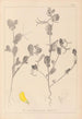 Herbier de la flore française Pl0539 - Louis Antoine Cusin — vista dell’opera