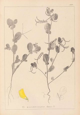 Louis Antoine Cusin - Herbier de la flore franaise Pl0539.webp
