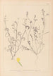 Herbier de la flore française Pl0540 - Louis Antoine Cusin — vista dell’opera