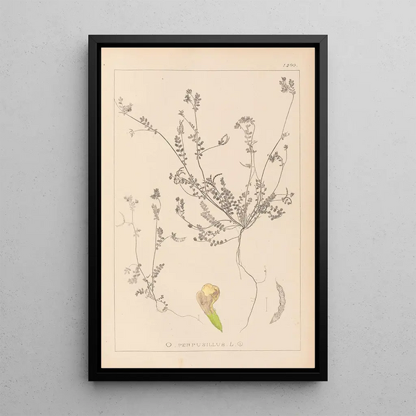 Louis Antoine Cusin - Herbier de la flore franaise Pl0541.webp