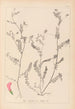 Herbier de la flore française Pl0542 - Louis Antoine Cusin — vista dell’opera