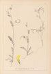 Herbier de la flore française Pl0543 - Louis Antoine Cusin — vista dell’opera