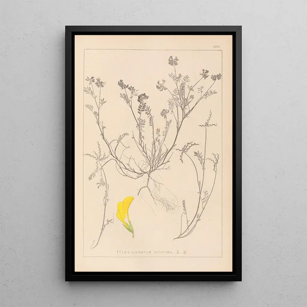 Louis Antoine Cusin - Herbier de la flore franaise Pl0544.webp