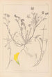 Herbier de la flore française Pl0544 - Louis Antoine Cusin — vista dell’opera