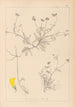 Herbier de la flore française Pl0545 - Louis Antoine Cusin — vista dell’opera